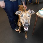 4-20-13 EFP Greyhound Adoption Day