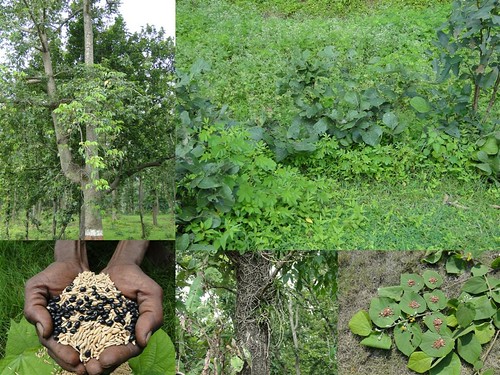 Medicinal Rice Formulations for Diabetes Complications, Heart and Kidney Diseases (TH Group-93 special) from Pankaj Oudhia’s Medicinal Plant Database by Pankaj Oudhia