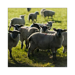 Sheep (Ewes) & Sheep Dogs, Lambs, & Cows