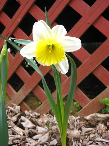 2012_04_03 daffodils