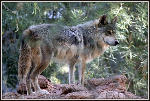 Mexican Wolf by AZSett