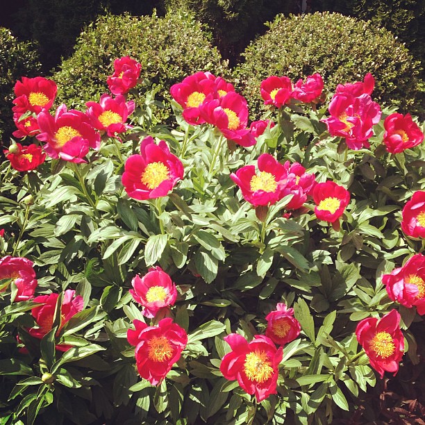 Grammy's peony bushes are in full bloom.