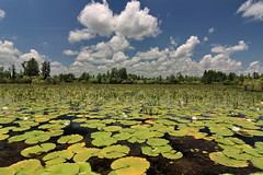 okefenokee swamp