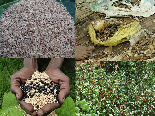 Promising Medicinal Rice Formulations for Pancreas Revitalization and Cancer and Diabetes Complications (TH Group-126) from Pankaj Oudhia’s Medicinal Plant Database by Pankaj Oudhia
