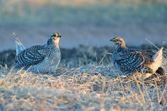Mating Dance of the Sharp Tailed Grouse