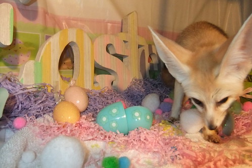The Easter Fennec 