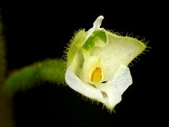 Cranichideae of Ecuador