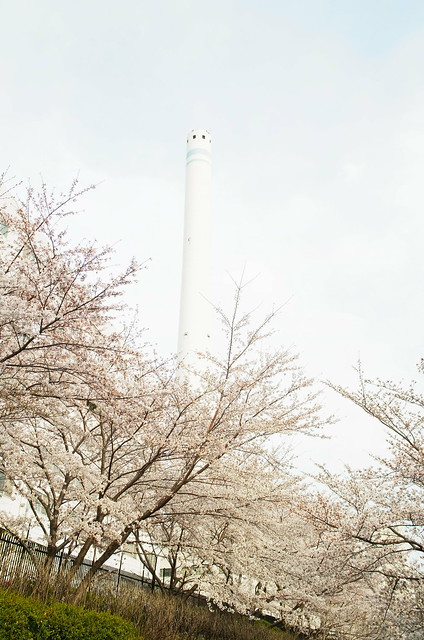 Megurogawa Sakura 11