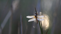 dragonflies 2012