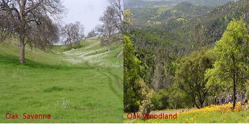 Oak Woodland vs. Oak Savanna