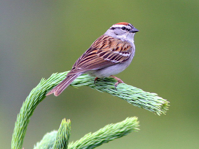Chipping Sparrow 20120509