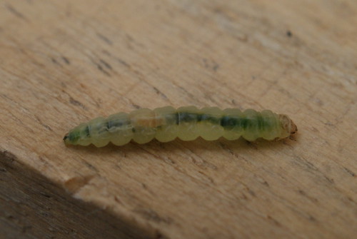 Acrolepia autumnitella larva