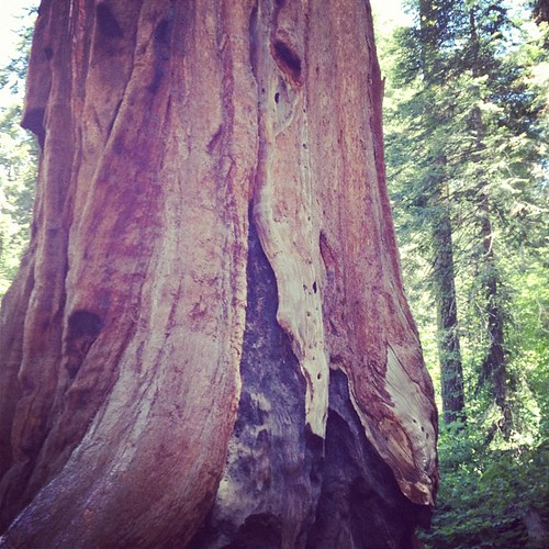 Goodbye Sequoia