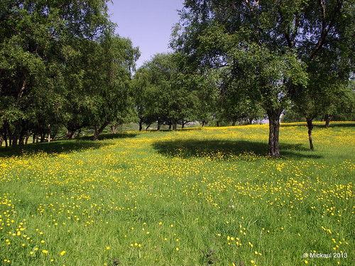 Buttercups Under The Trees by Mickaul
