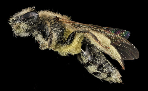 Andrena fenningeri, F, Side, Bowie, Maryland_2013-06-12-15.44.18 ZS PMax