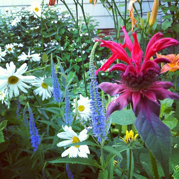 festive flowers #urbangarden #organic