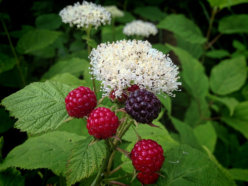 Raspberries & Wild Hydrangea