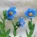 Alaska Himalayan Blue Poppy Meconopsis betonicifolia