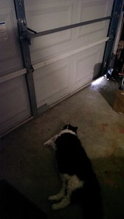Josie on garage door patrol.