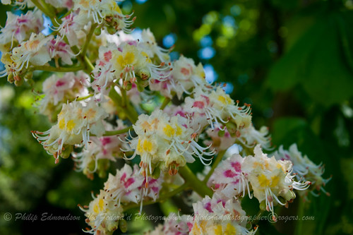 Chestnut Flowering