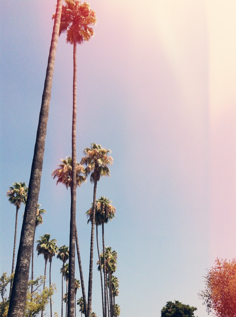palm trees LA