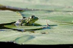Amphibien / Amphibians