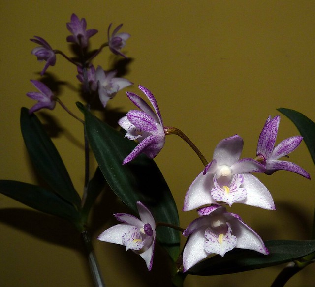 Dendrobium (Zip x Bardo Rose) 'Uncle Remus' hybrid orchid