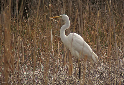 Great White Egret at Radwell