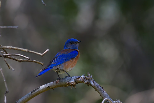Western Bluebird Perched by Evan Olson