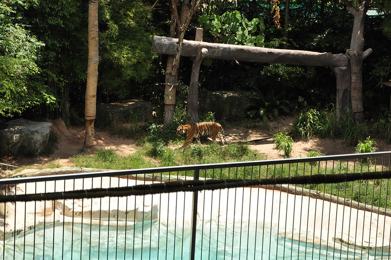 Тигр в вольере в зоопарке Кхао Кхео