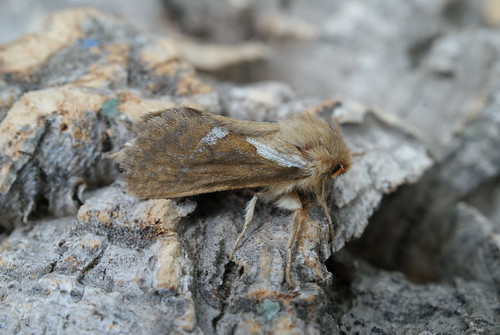 Common Swift (Hepialus lupulinus)