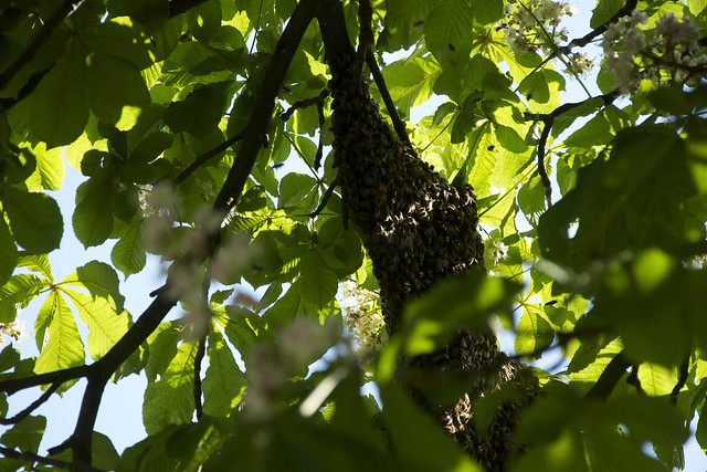 swarm in canopy