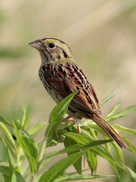 Henslows Sparrow crop 20120620
