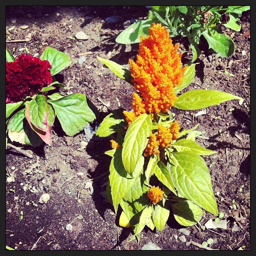 Corinne's fun little orange plant.