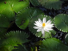 Nénuphars / Water Lilies