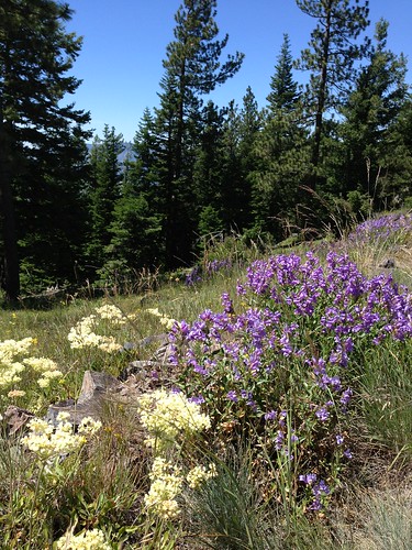 penstemon and other wildflowers