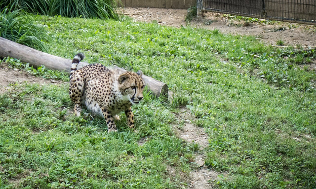 Cheetah at Washington Zoo