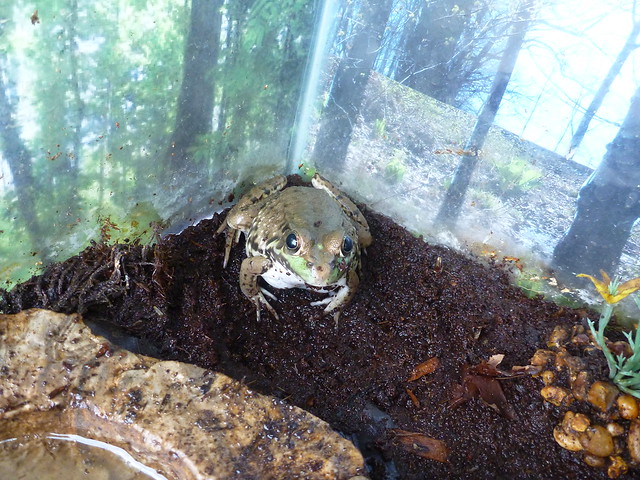 Image of a frog at the County Fair.
