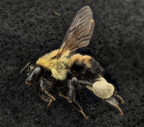 Bombus griseocolis, F, Side, MD, PG County_2013-07-10-16.34.05 ZS PMax
