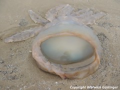 Cefn Sidan Beach Jellyfish Graveyard