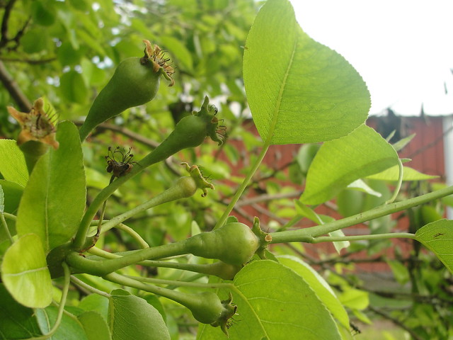 2012 Pear Tree