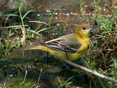 Orchard or
Baltimore Oriole (female) ?