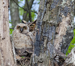 Great Horned Owl and chicks: April,  2012