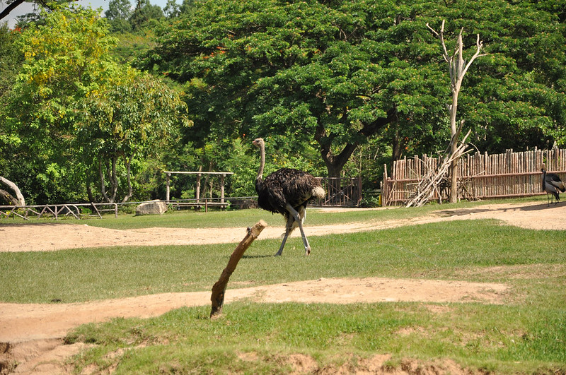 Страус в зоопарке Кхао Кхео