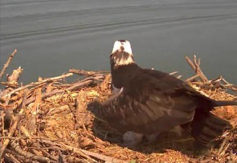 Osprey with first egg April 8, 2012