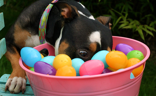 160. "Easter" - Easter means different things to different people and dogs. Take a picture that celebrates Easter in some way if you do, and if you don't, show us how you and your dog spent the day. You can go for something cute, funny, religious, or symb