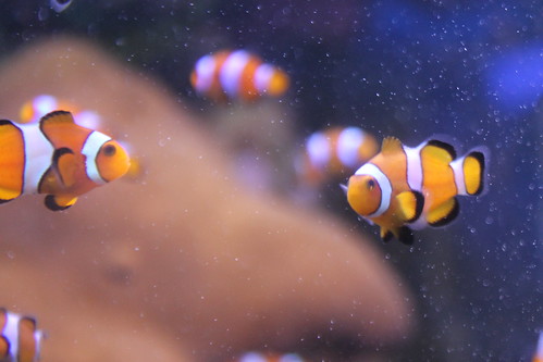 baby clown fish