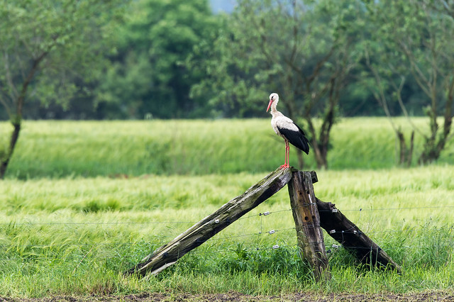 Stork in the fields