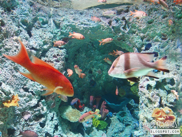sea aquarium marine life park resort world sentosa singapore (70)