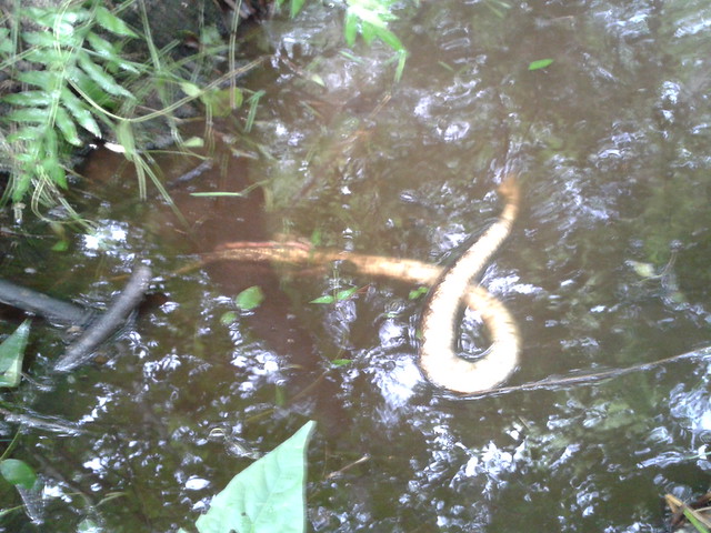 Dead snake in water